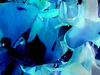 ThierryL > Tahiti pictures photo
