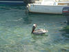 ThierryL > BVI's Best of photo